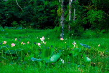 Week Five: Reflections