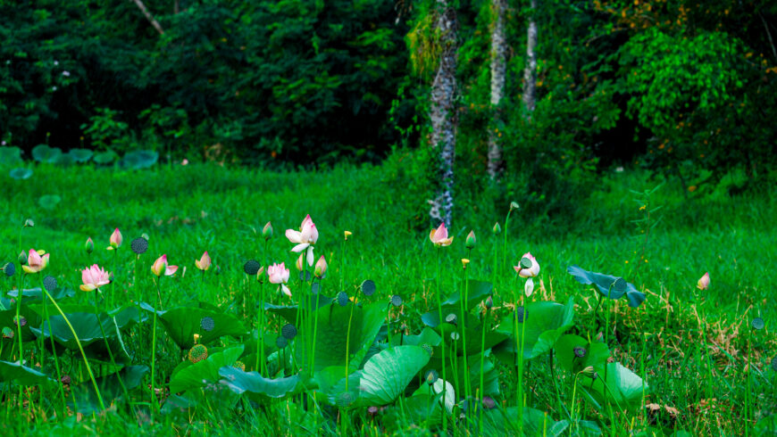 Week Five: Reflections