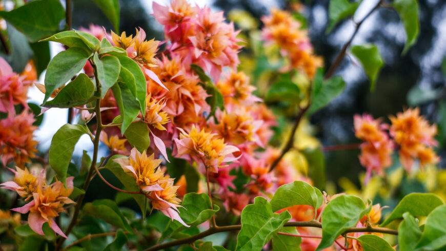 Week Nine: Building Capacity, not Content