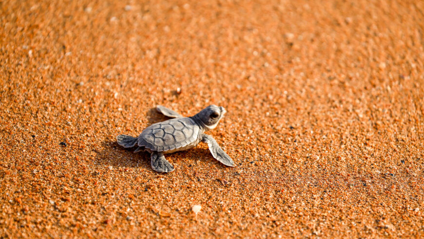 Week Seventeen: Shell Beach Protected Area