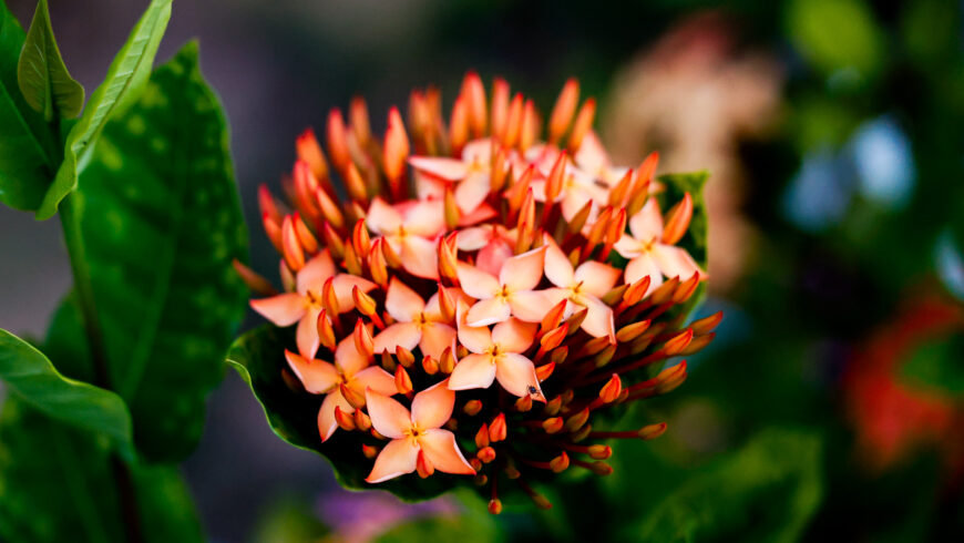 Chapter Thirty Two: A Week at Karanambu