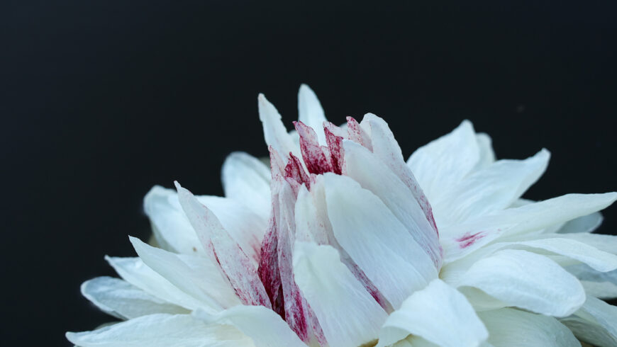 Chapter Thirty Seven: Biodiversity is around us