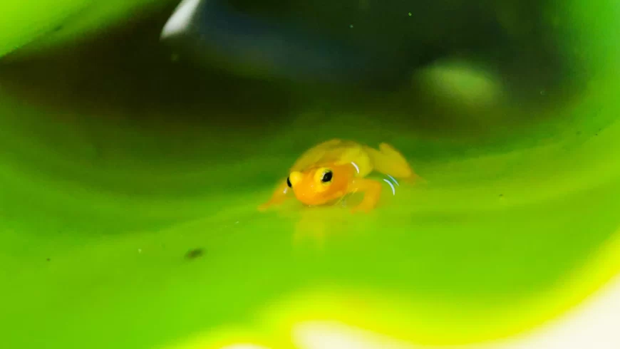 Chapter Forty Five: Kaieteur National Park