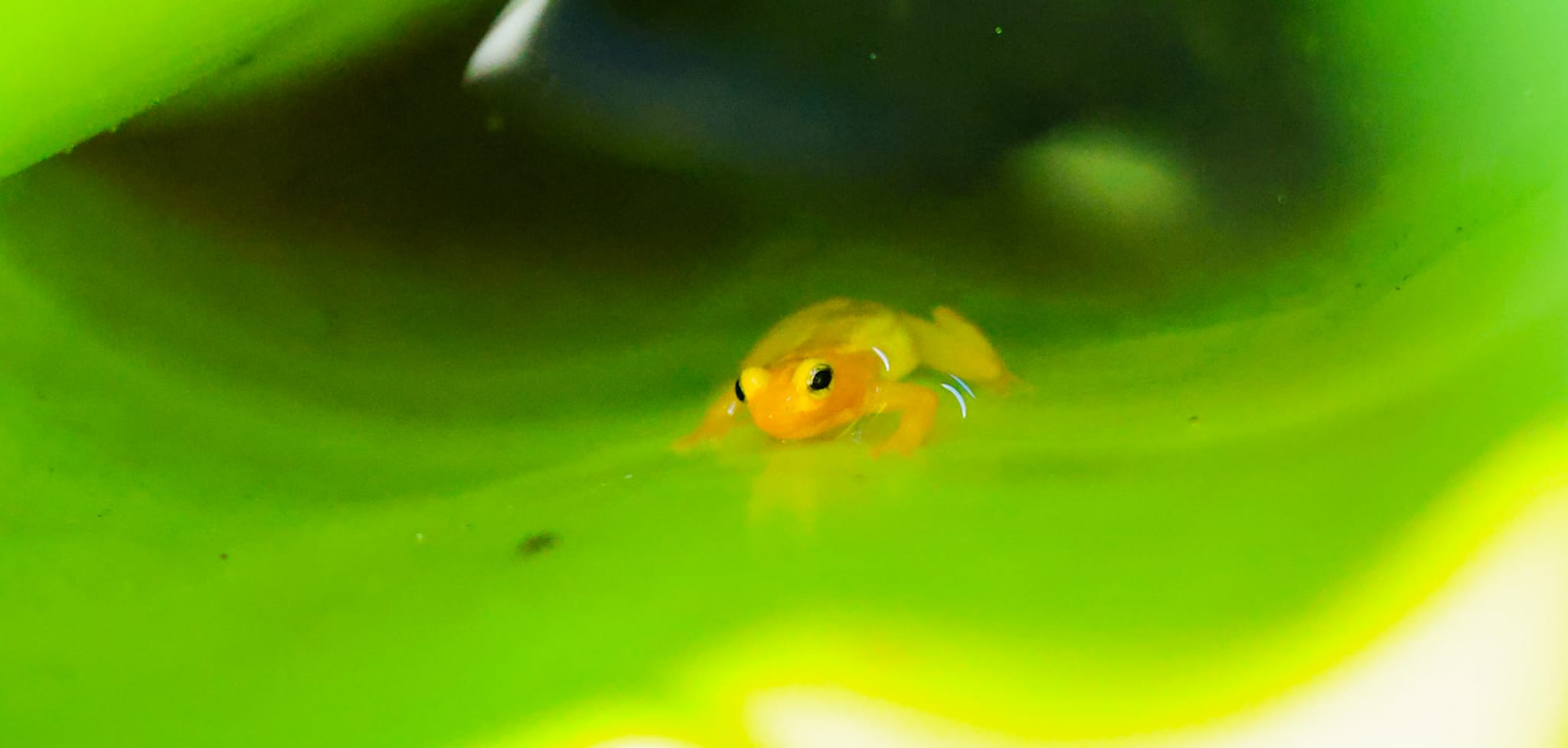 Chapter Forty Five: Kaieteur National Park